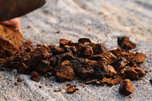 organic Chaga supplement in Adaptogen™