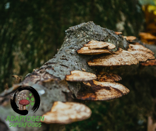 Mushroom Extract: Is it Worth the Money?