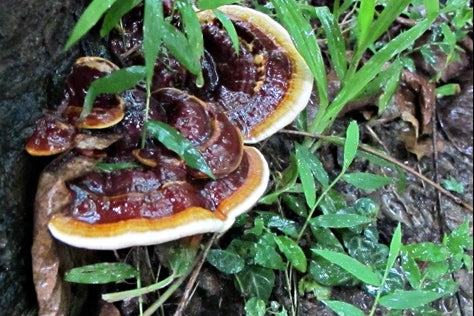 Adaptogen Superfoods Adaptogenin full spectrum mushroom supplement powder reishi