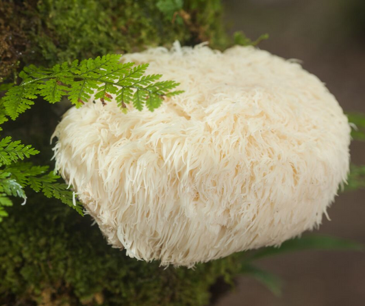 Adaptogen Superfoods Adaptogenin full spectrum mushroom supplement powder with lion's mane