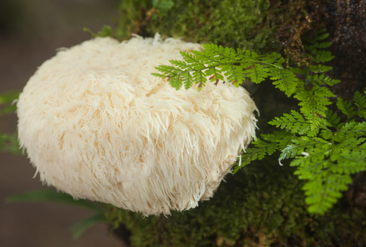multiple sclerosis and lion's mane mushroom supplement adaptogenin™