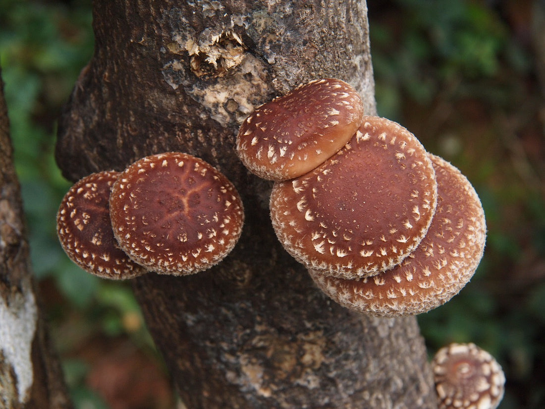 Adaptogenin™ supplement with shiitake
