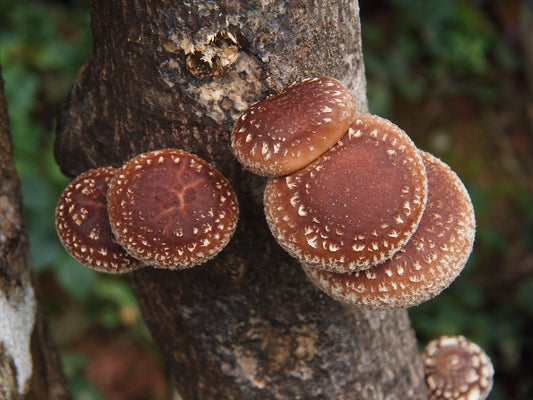 Adaptogenin™ supplement with shiitake