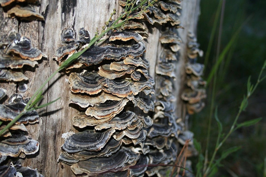 organic mushroom supplement turkey tail