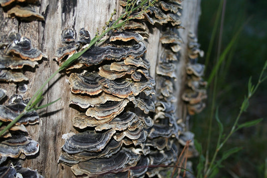 organic mushroom supplement turkey tail