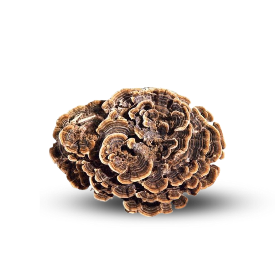 Turkey Tail mushroom powder supplement 2 oz