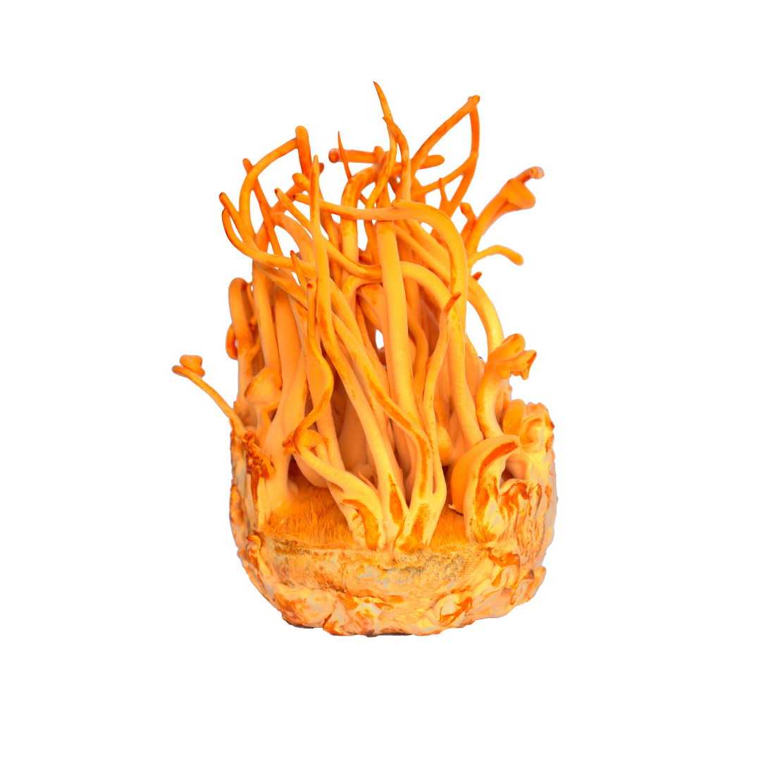 Cordyceps mushroom powder supplement 2 oz