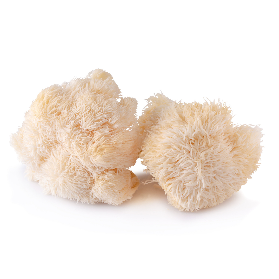 Lion's Mane mushroom powder supplement 1kg
