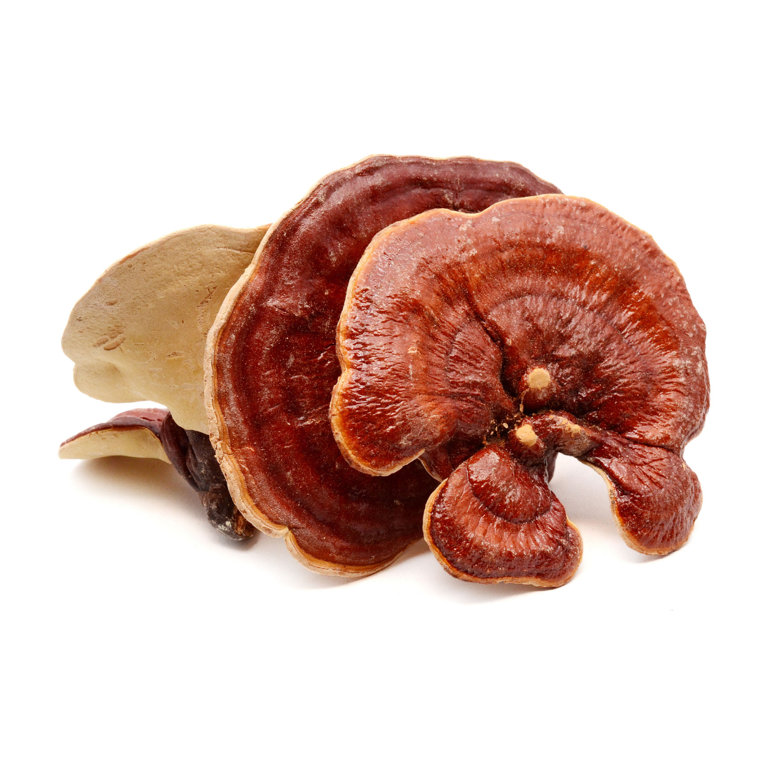 Red Reishi mushroom powder supplement 1kg