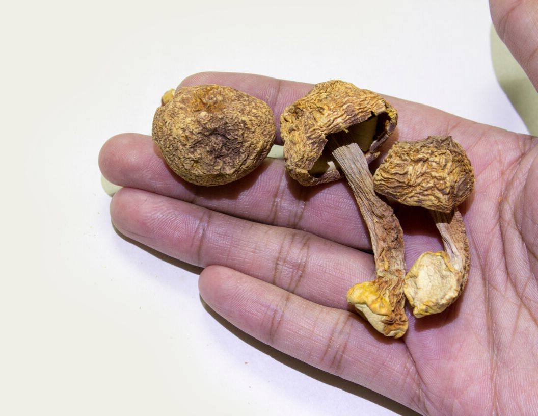 Organic Agaricus Blazei mushrooms in Adaptogenin™ supplement