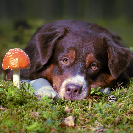 Benefits of mushrooms, mans best fungi friend